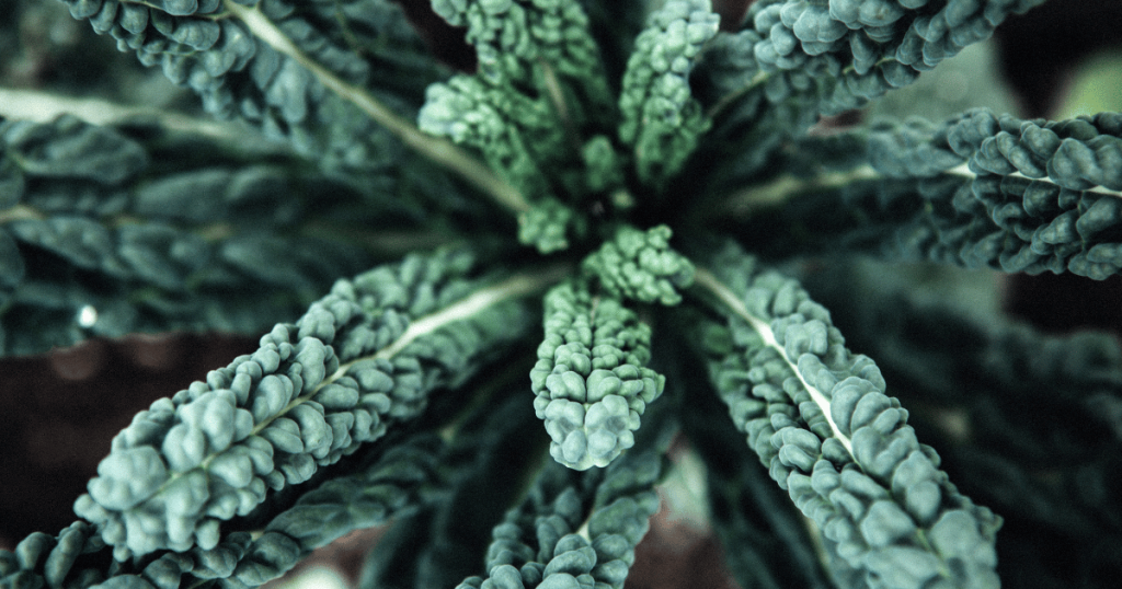 Image of kale representing plant defense chemicals and the potential health challenges of vegetables